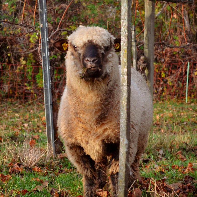 Bild von einem Schaf im Weinberg